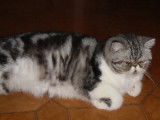 Chatterie d'Amandari goa