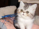 Chatterie d'Amandari goa