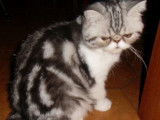 Chatterie d'Amandari goa