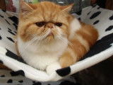 Chatterie d'Amandari goa
