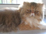 Chatterie d'Amandari goa