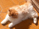 Chatterie d'Amandari goa