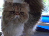Chatterie d'Amandari goa