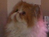 Chatterie d'Amandari goa