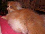 Chatterie d'Amandari goa