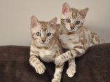 Maracaja Bengals