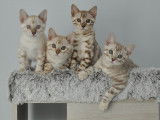 Maracaja Bengals