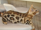Maracaja Bengals