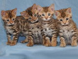 Maracaja Bengals