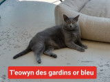 Des Gardins Or Bleu