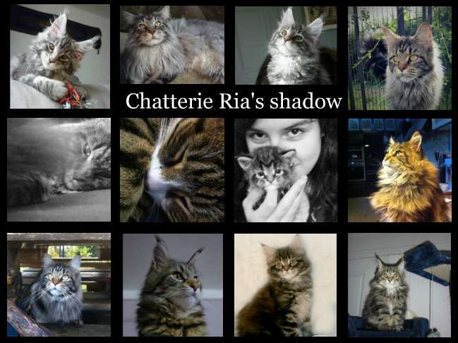 Chatterie ria's shadow