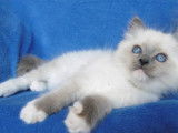 male disponible compagnie fin decembre 2023