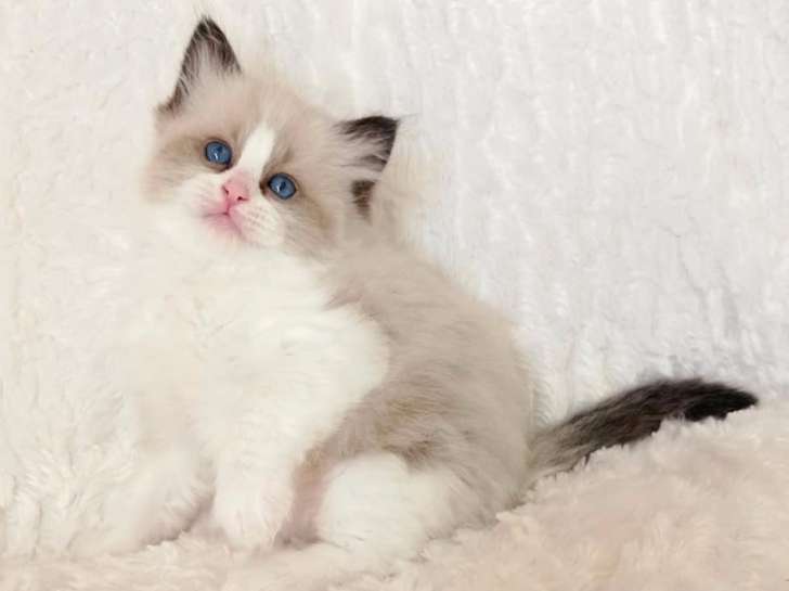 Chatterie de La Part des Anges