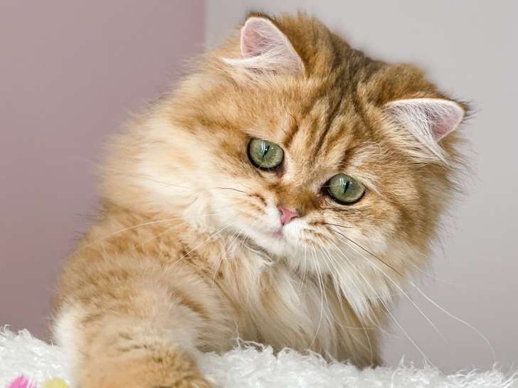 Nekobaa - British longhair