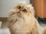 Nekobaa - British longhair