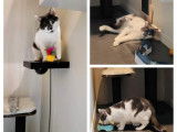 Colocat, la colonie des chats