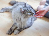 Heureux Avec Mon Chat