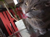 Heureux Avec Mon Chat