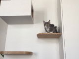 Heureux Avec Mon Chat
