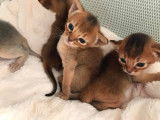 Les abyssins d'Aphrodite