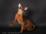 Les abyssins d'Aphrodite