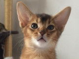 Les abyssins d'Aphrodite
