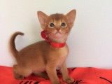 Les abyssins d'Aphrodite