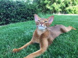 Les abyssins d'Aphrodite