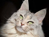 Laya