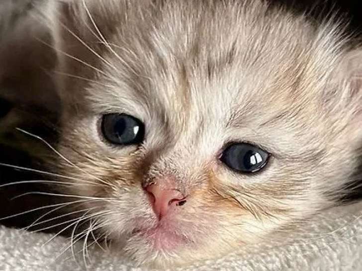Chatterie du Précieux