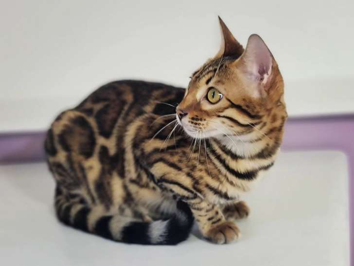Jungle kitten