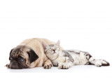 Nos Copains - Pet Friends