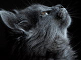Nos Copains - Pet Friends