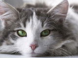 Nos Copains - Pet Friends