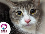 SPCA Laurentides-Labelle