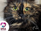 SPCA Laurentides-Labelle