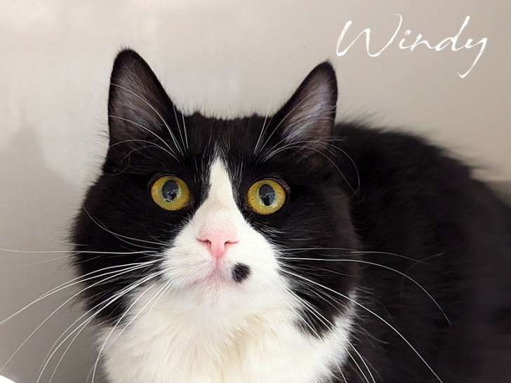 SPCA Laurentides-Labelle