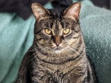 SPCA Montérégie