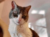 SPCA Montérégie