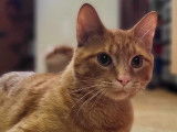 SPCA Montérégie