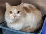 SPCA Montérégie