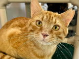 SPCA Montérégie