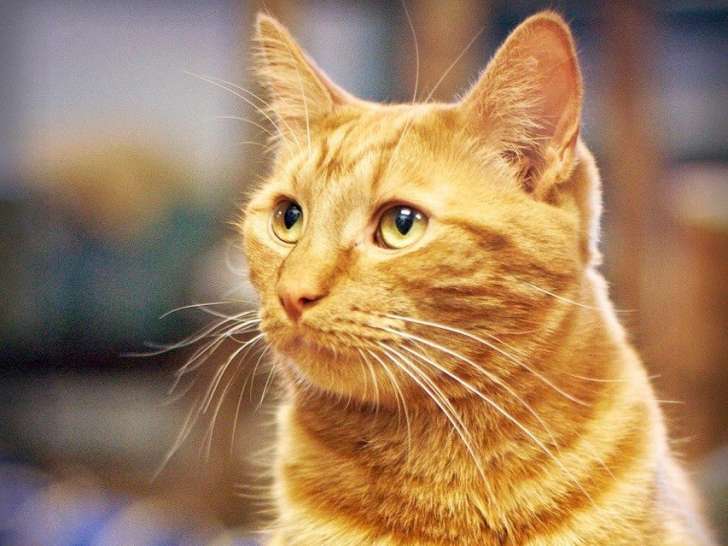 Réseau Secours Animal
