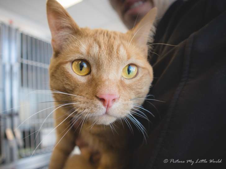 SPCA Côte-Nord