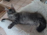 Lynx de Kurgan