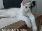 Lynx de Kurgan