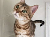 Hypnotic'Bengal - De Trois V