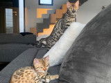 Hypnotic'Bengal - De Trois V