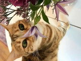 Hypnotic'Bengal - De Trois V