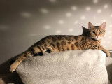 Hypnotic'Bengal - De Trois V